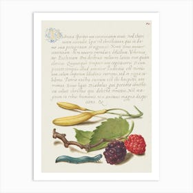 Hyacinth, Black Mulberry, And Caterpillar From Mira Calligraphiae Monumenta, Joris Hoefnagel Art Print