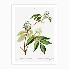 Red Elderberry, Pierre Joseph Redoute Art Print