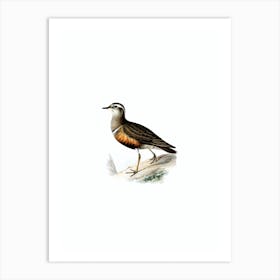 Vintage Eurasian Dotterel Bird Illustration on Pure White n.0226 Art Print