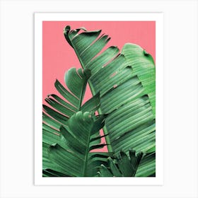 Banana Leaves In Pink Art Print