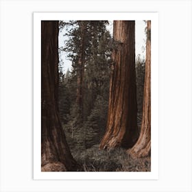 Nature Redwood Trees Art Print