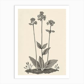 Vintage Illustration Black Stem Spleenwort 4 Art Print