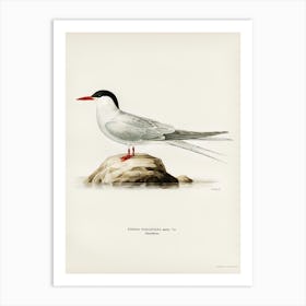 Arctic Tern (Sterna Paradisaea), The Von Wright Brothers Art Print