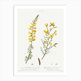 Cytisus Complicatus And Cytisus Telonensis, Pierre Joseph Redoute Art Print