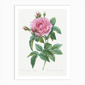 Gallic Rose, Rosa Gallica Regalis From Les Roses (1817–1824), Pierre Joseph Redoute Art Print