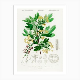 Ribes Aureum, Charles Dessalines D' Orbigny Art Print