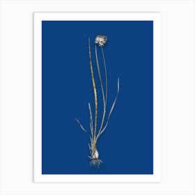 Vintage Allium Foliosum Black and White Gold Leaf Floral Art on Midnight Blue n.0138 Art Print
