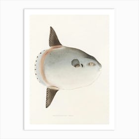 Puffer Fish Art Print