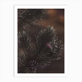 Pine Cones On Branch Art Print