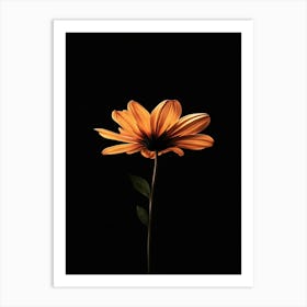 Single Flower On A Black Background Art Print