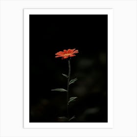 Single Flower In The Dark 3 Art Print