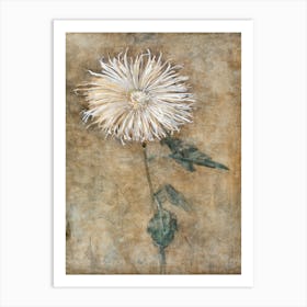 Chrysanthemum (1900) Piet Mondrian Art Print