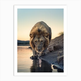African Lion Drinking Water Realism 1 Art Print