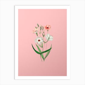 Vintage Dark Eyed Viscaria Flower Branch Botanical on Soft Pink Art Print