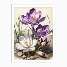 Crocus Print  Art Print