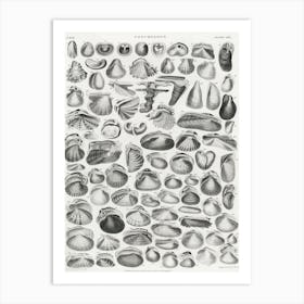 Conchology, Oliver Goldsmith 2 Art Print