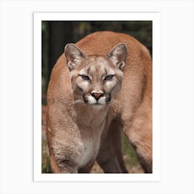 Mountain Lion Art Print