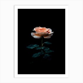 Single Rose On A Black Background 1 Art Print