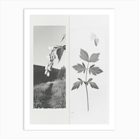 Bleeding Heart Flower Photo Collage 1 Art Print