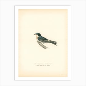 Hybrid Between Common House Martin And Barn Swallow, The Von Wright Brothers Art Print