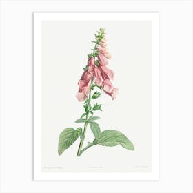 Foxgloves from La Botanique de J. J. Rousseau, Pierre Joseph Redoute Art Print