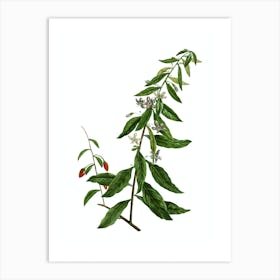 Vintage Goji Berry Tree Botanical Illustration on Pure White Art Print