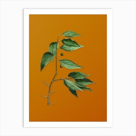 Vintage European Nettle Tree Botanical on Sunset Orange n.0398 Art Print