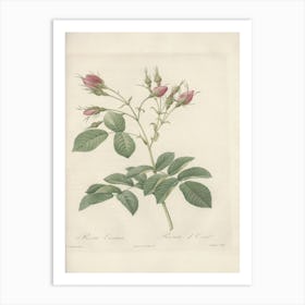 Rose Illustration, Pierre Joseph Redoute (76) Art Print