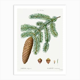 Norway Spruce, Pierre Joseph Redoute Art Print