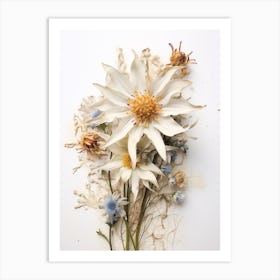 Pressed Flower Botanical Art Edelweiss 2 Art Print