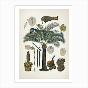 Vintage Bollmann 6 Sagobaum Art Print