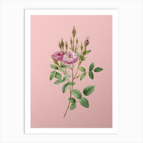 Vintage Mossy Pompon Rose Botanical on Soft Pink n.0210 Art Print