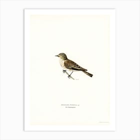 Spotted Flycatcher, The Von Wright Brothers Art Print
