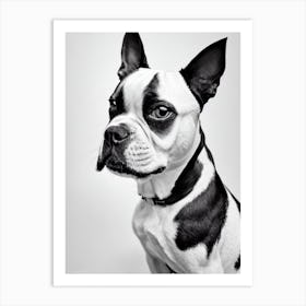 Boston Terrier B&W Pencil Dog Art Print