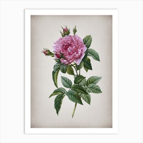Vintage Pink French Rose Botanical on Parchment n.0125 Art Print