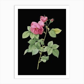 Vintage Pink Bourbon Roses Botanical Illustration on Solid Black n.0525 Art Print