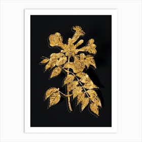 Vintage Trumpet Vine Botanical in Gold on Black n.0245 Art Print