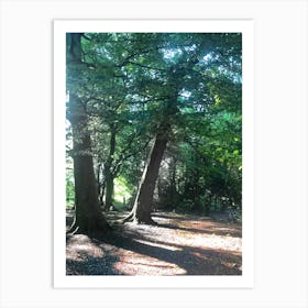 Sun Shining Through The Trees Art Print