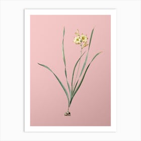 Vintage Gladiolus Lineatus Botanical on Soft Pink n.0509 Art Print