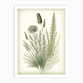 Prairie Dropseed Wildflower Vintage Botanical Art Print