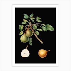 Vintage Pear Botanical Illustration on Solid Black Art Print