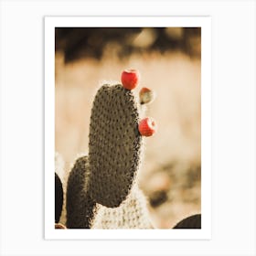 Cactus Fruit Art Print