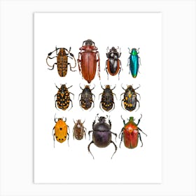 Collection Of Insects And Bugs Art Print
