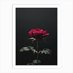 Dark Rose 71 Art Print