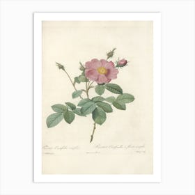 Rose Illustration, Pierre Joseph Redoute, Pierre Joseph Redoute(138) Art Print