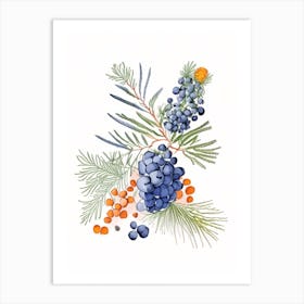 Juniper Berry Spices And Herbs Pencil Illustration 1 Art Print