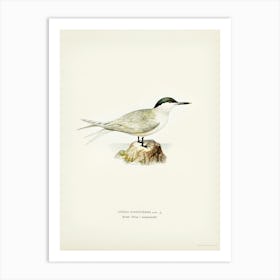 Sandwich Tern, The Von Wright Brothers Art Print