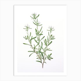 Wingter Savory Vintage Botanical Herbs 0 Art Print