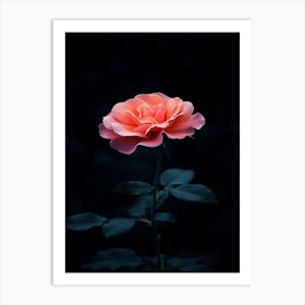 Dark Rose 97 Art Print