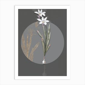 Vintage Botanical Ixia Liliago on Circle Gray on Gray n.0005 Art Print